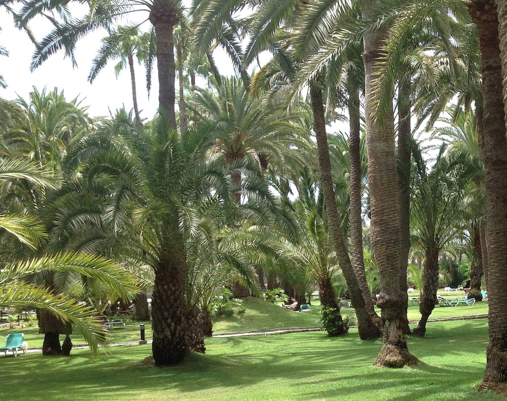 Palmeral de Maspalomas