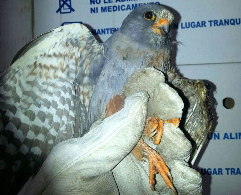 Fotografía de La Tahonilla